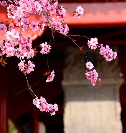 即将推出的多元化购票满足游客更多需求